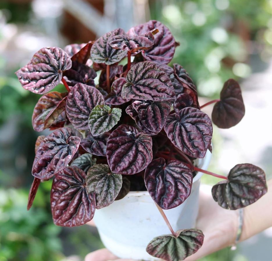 &Yacute; nghĩa phong thủy của c&acirc;y Hạnh Ti&ecirc;n Thảo